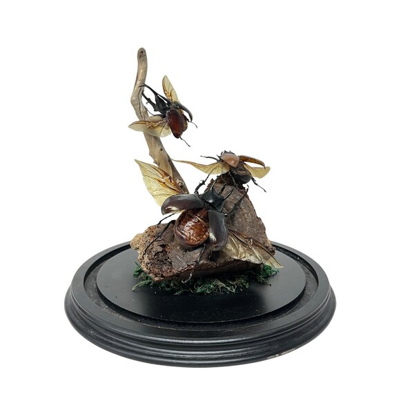 Stolp met kevers (3)