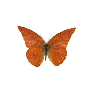 Appias nero