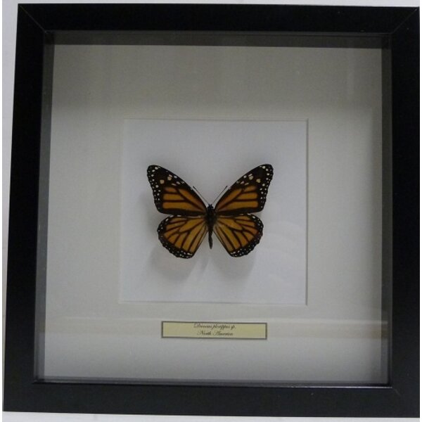 Danaus plexippus sp. - monarch butterfly (orange)