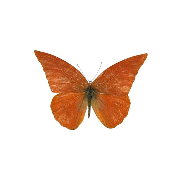 Appias nero dried/papered