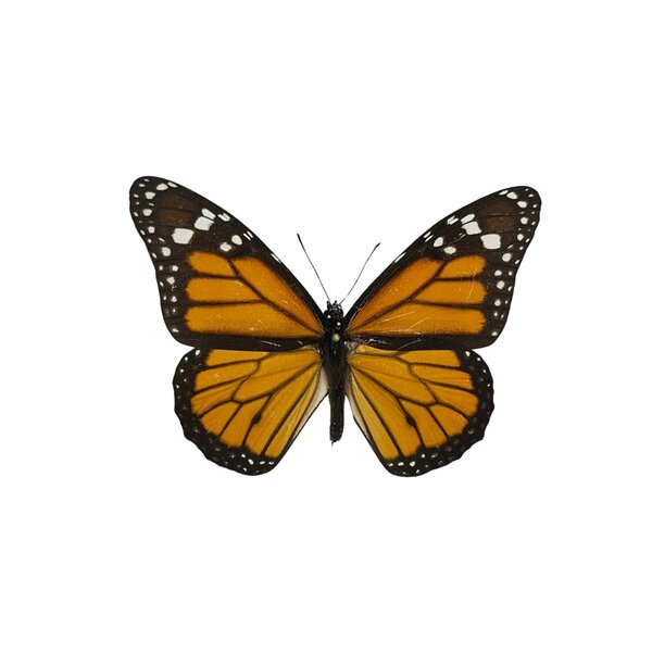 Danaus plexippus sp. - monarch butterfly dried/papered