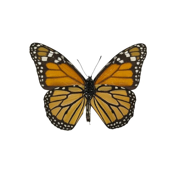 Danaus plexippus sp. Monarchvlinder - achterkant