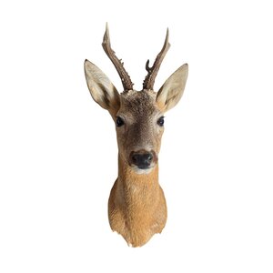 Deer trophy - summer coat (Straight ahead)