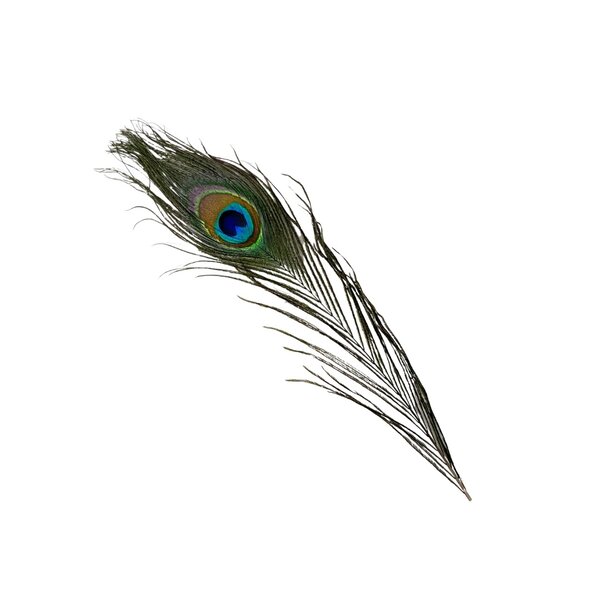 Peacock eye feathers (per 20pcs ) ± 25-30 cm