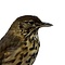 Mounted song thrush (A)