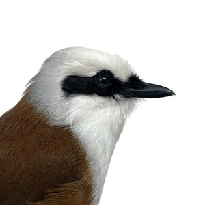 Mounted White-crested laughingthrush