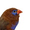 Mounted Violet-eared waxbill