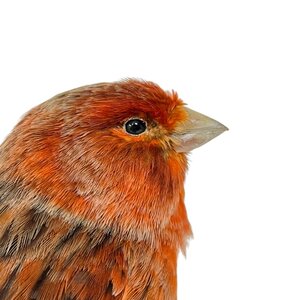 Mounted orange canary (dark)
