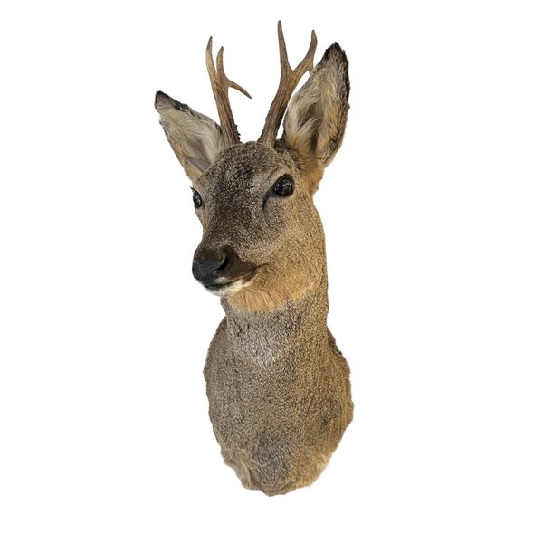 Roe deer trophy - winter coat (Facing right)