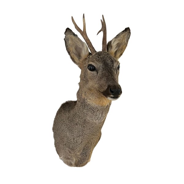 Reh Trophäe - winter (Rechts schauend)