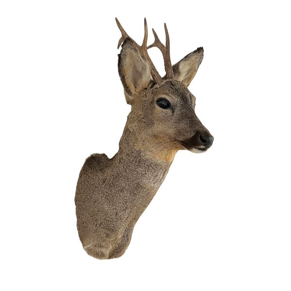 Reh Trophäe - winter (Rechts schauend)