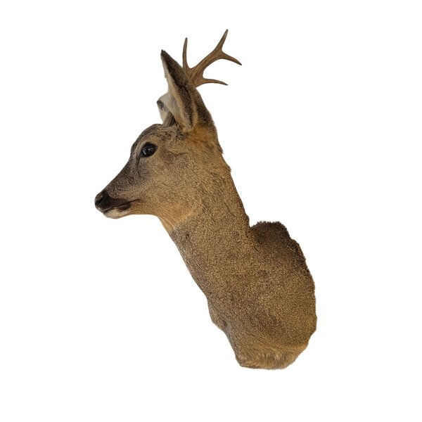 Roe deer trophy - winter coat (Facing right)