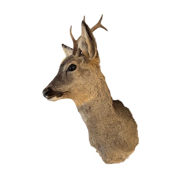 Ree trofee - winterkleed (Rechtskijkend)