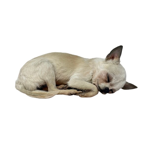 Opgezette hond - Chihuahua