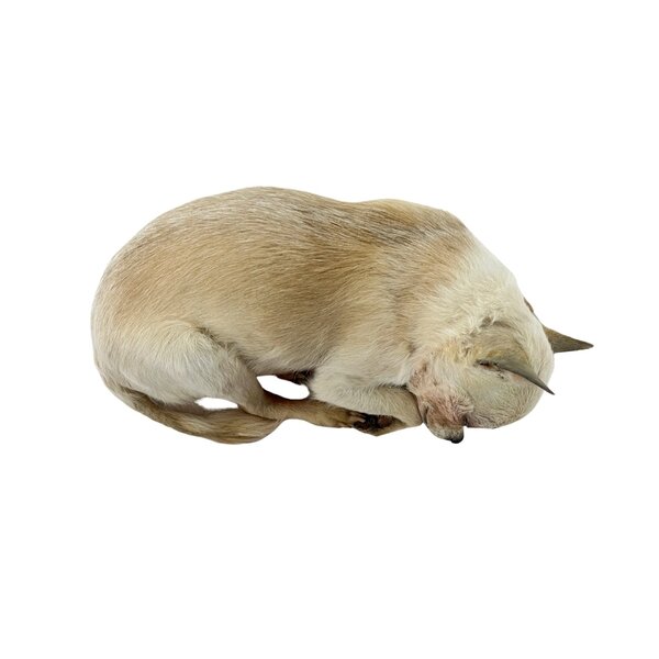 Ausgestopfter Hund - Chihuahua