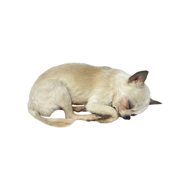 Mounted dog - Chihuahua