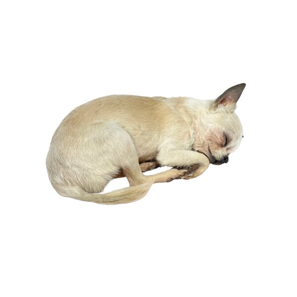 Opgezette hond - Chihuahua