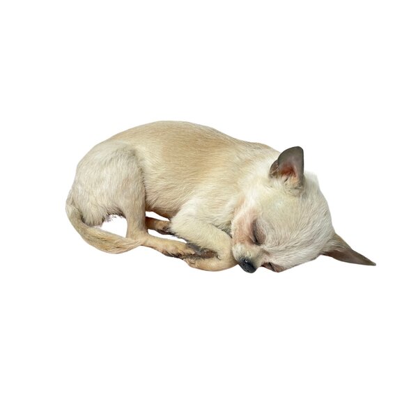 Ausgestopfter Hund - Chihuahua