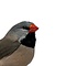 Mounted Long-tailed finch
