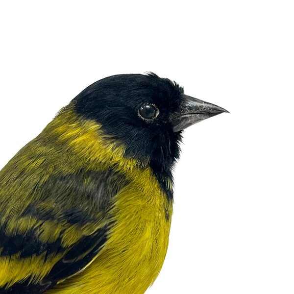 Mounted Black-headed siskin