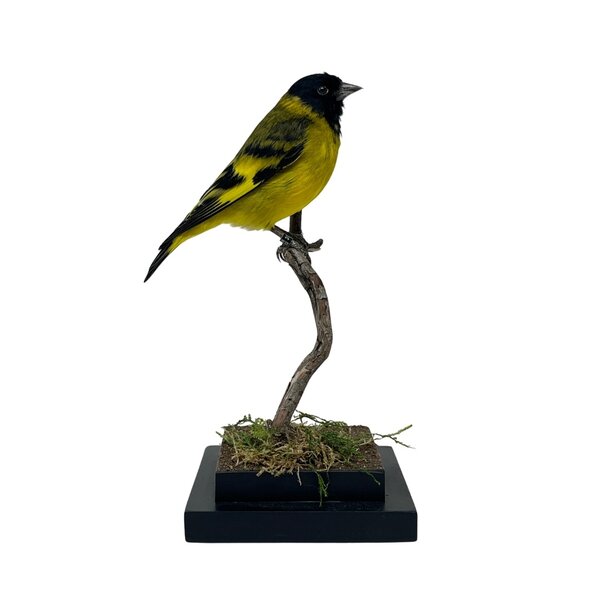 Mounted Black-headed siskin