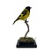 Mounted Black-headed siskin
