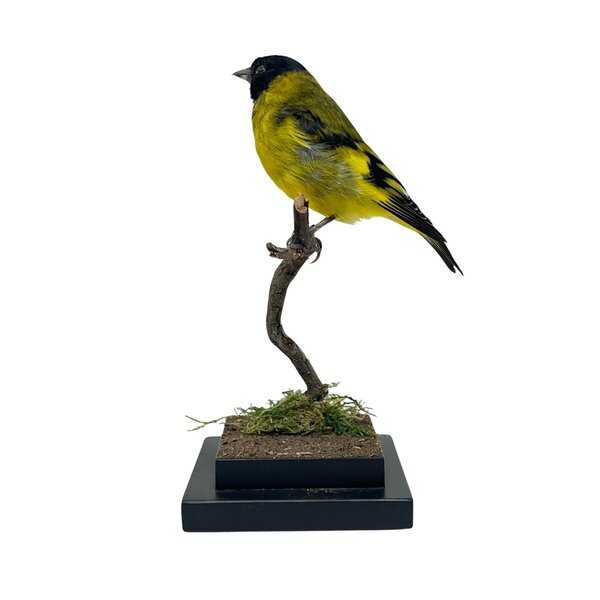 Schwarzbrustzeisig Präparat