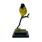 Mounted Black-headed siskin