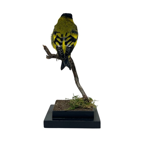 Mounted Black-headed siskin