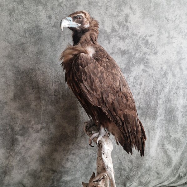 Mounted Cinereous vulture