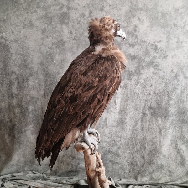 Mounted Cinereous vulture