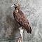 Mounted Cinereous vulture