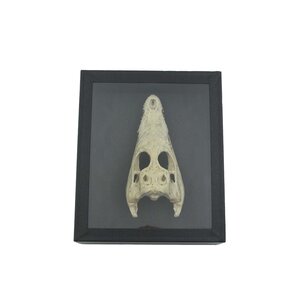 Skull crocodile in displaybox
