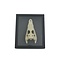 Skull crocodile in displaybox