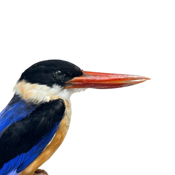 Mounted Black-capped Kingfisher