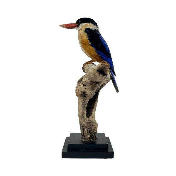 Mounted Black-capped Kingfisher