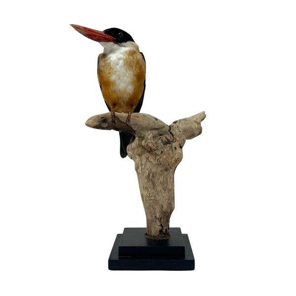 Opgezet Zwartkap Ijsvogel