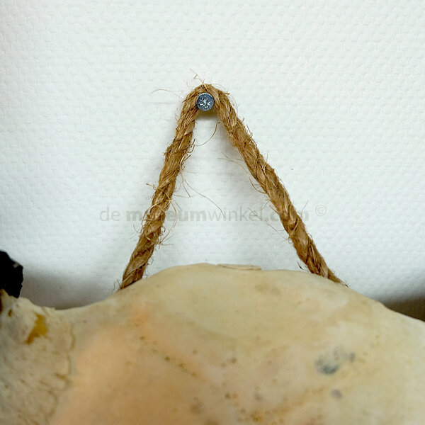 Schädel Wasserbüffel