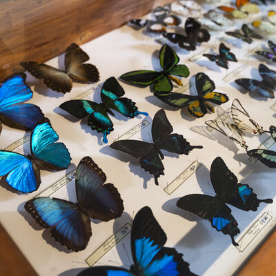 Einen Schmetterling mit Wirkung kaufen – nachhaltig, ethisch und einzigartig