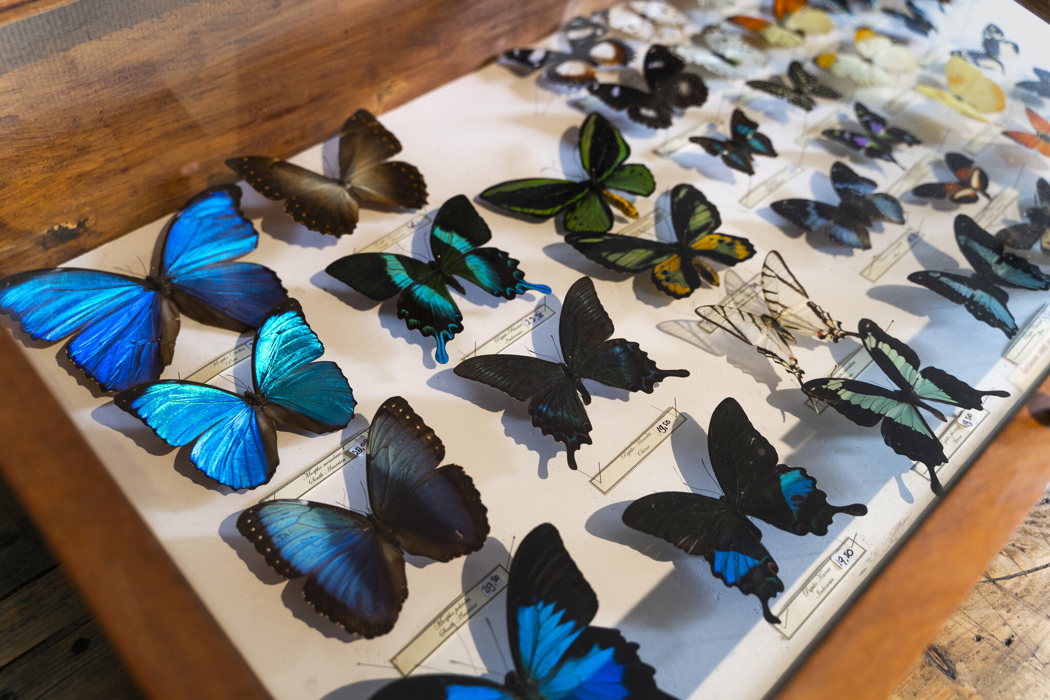 Einen Schmetterling mit Wirkung kaufen – nachhaltig, ethisch und einzigartig