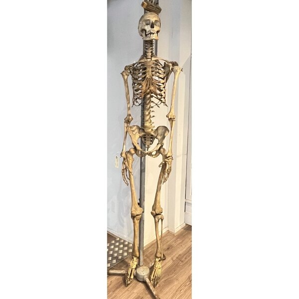 Human skeleton