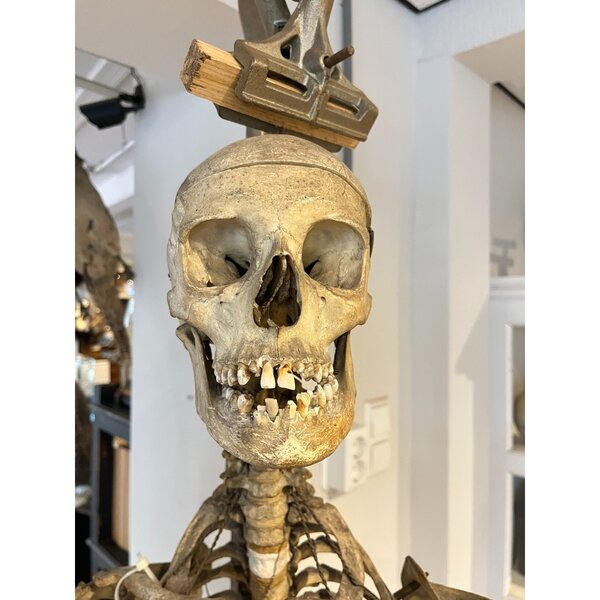 Menschlichen Skelett