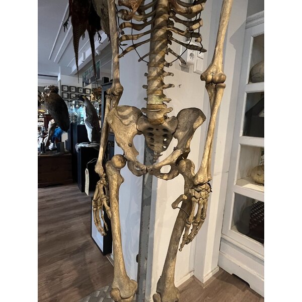 Human skeleton