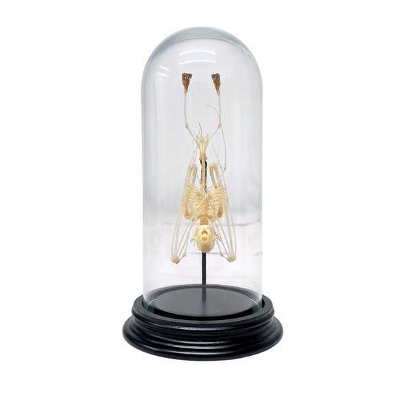 Bat skeleton in glass dome