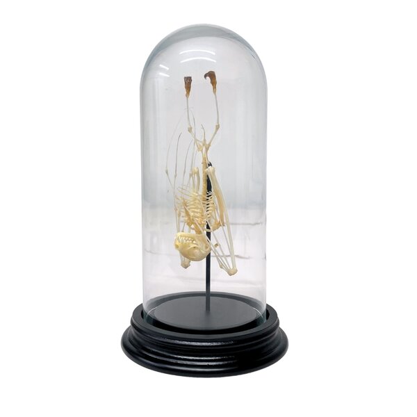 Skelett einer Fledermaus in einer Glasglocke