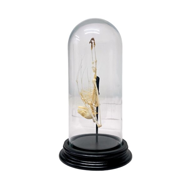 Bat skeleton in glass dome