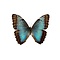 Morpho peleides