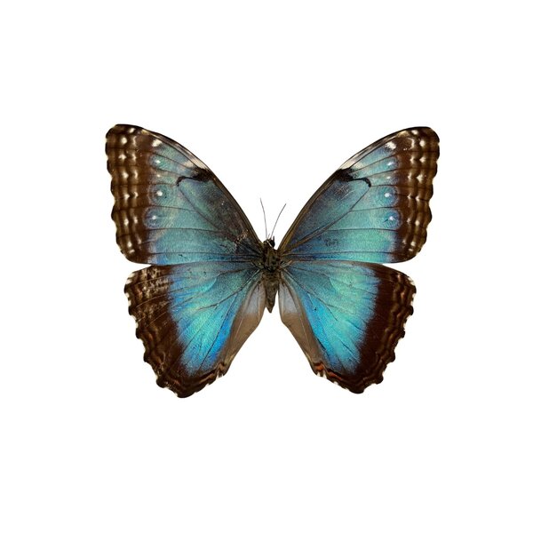 Morpho peleides unpräpariert