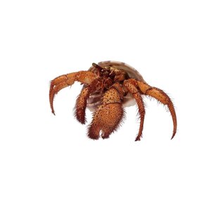Hermit crab (L)