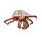 Hermit crab (L)